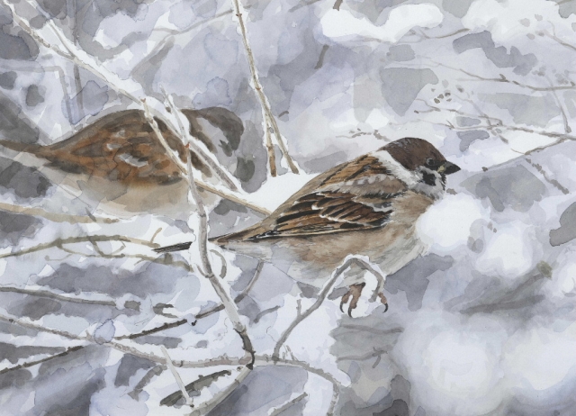 Reproducerad akvarell/giclée - Pilfinkar i snöbuske